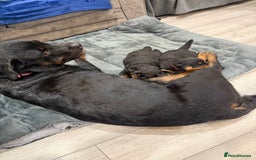 Rottweiler dogs for sale: Rottweiler puppies  - Image 1