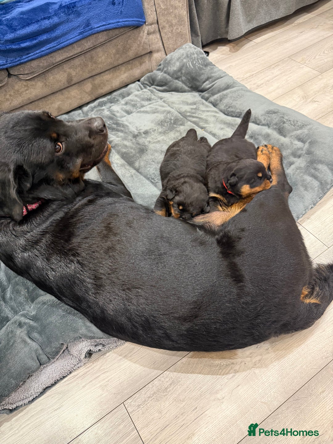 Rottweiler dogs for sale: Rottweiler puppies  - Image 1