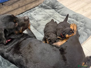 Rottweiler dogs Rottweiler puppies - Advert 4