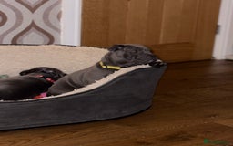 Staffordshire Bull Terrier dogs for sale: REDUCED * Kc registered Staffordshire blue terrier - Image 22
