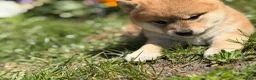 Japanese Shiba Inu dogs for sale: Health tested Shiba puppies - Advert 7