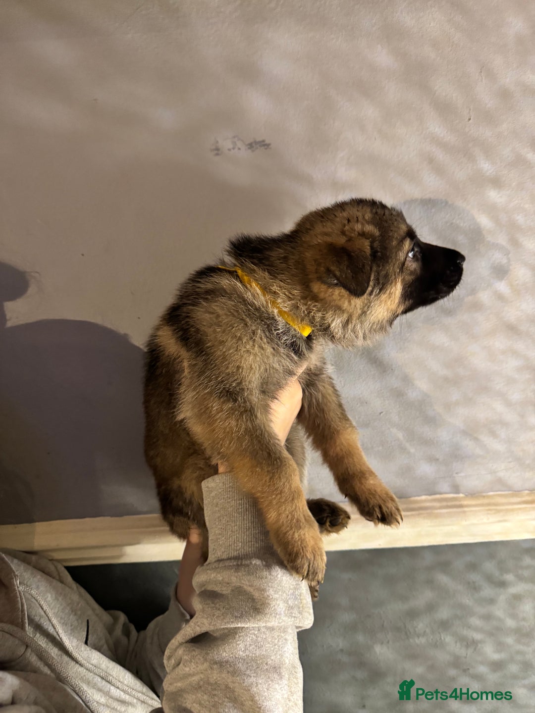 German Shepherd dogs for sale: Ready to meet your new best friend  - Advert 8