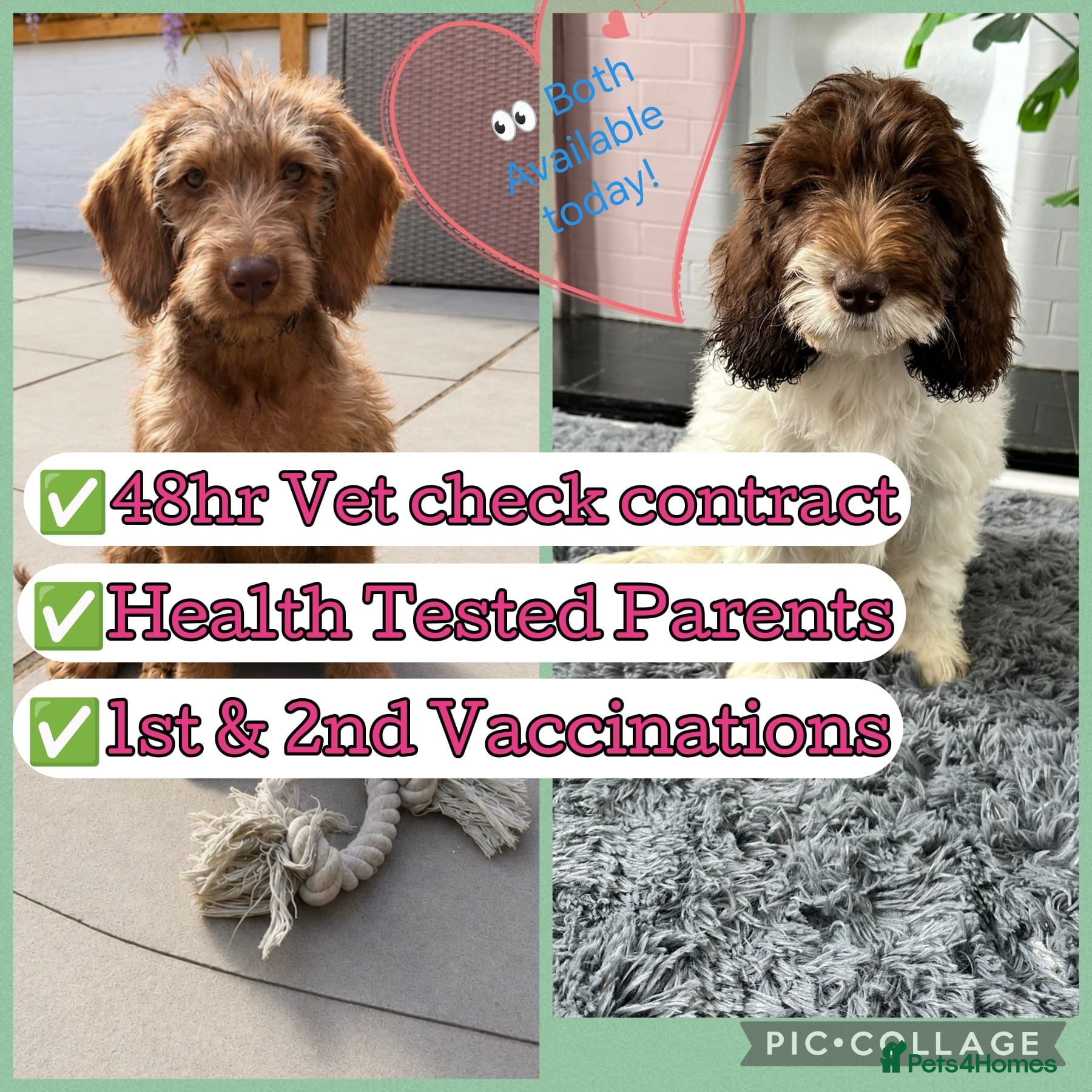 Labradoodle dogs Labradoodles puppies ready 1 female 1 male   - Advert 10