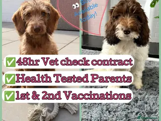 Labradoodle dogs Labradoodles puppies ready 1 female 1 male - Advert 10