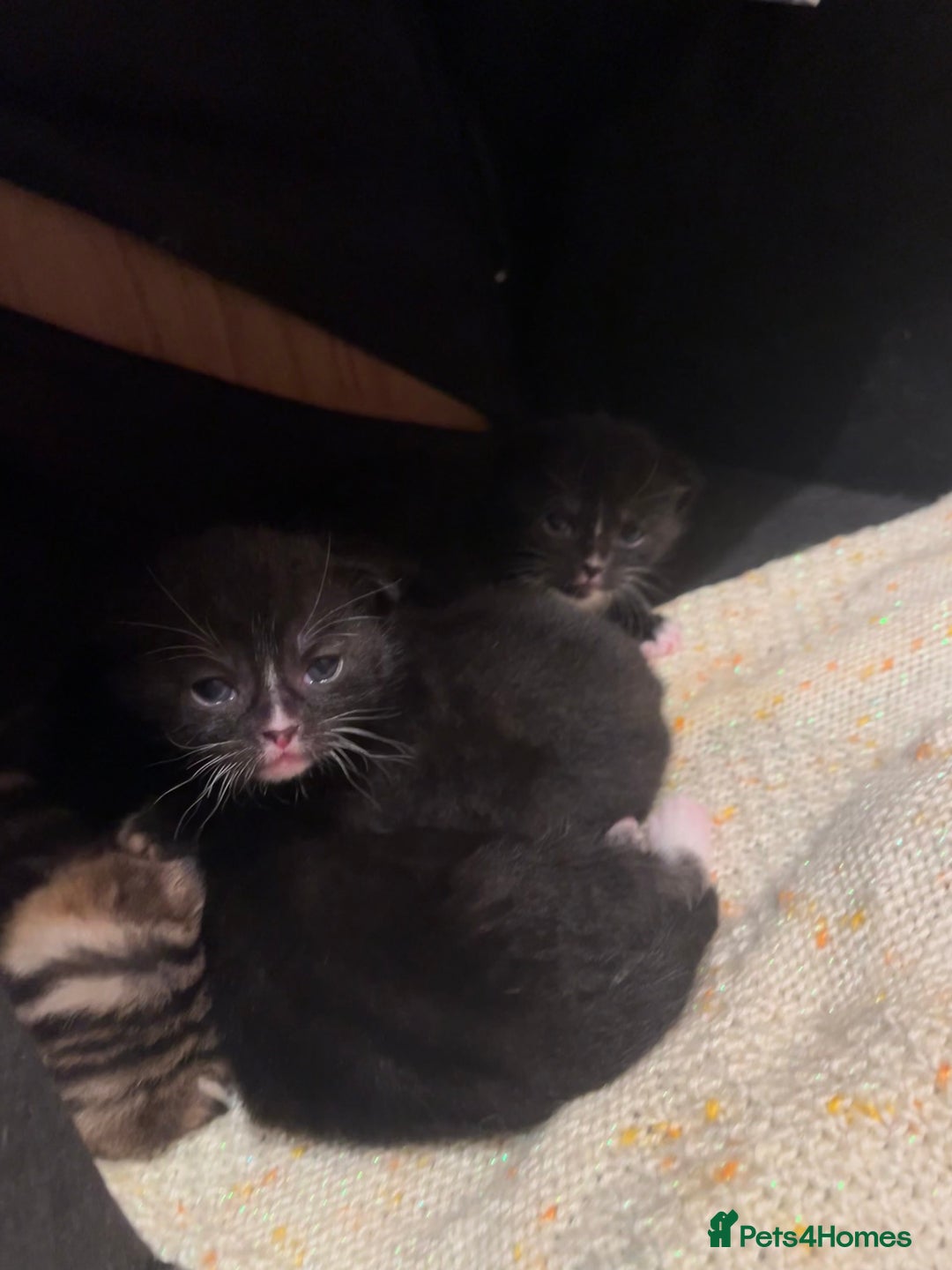 Mixed Breed cats for sale: Gorgeous short hair British Kittens  - Image 6