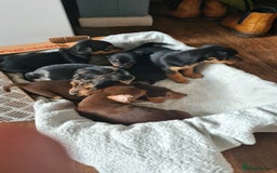 Jack Russell dogs for sale: Jack russell puppies  - Image 4