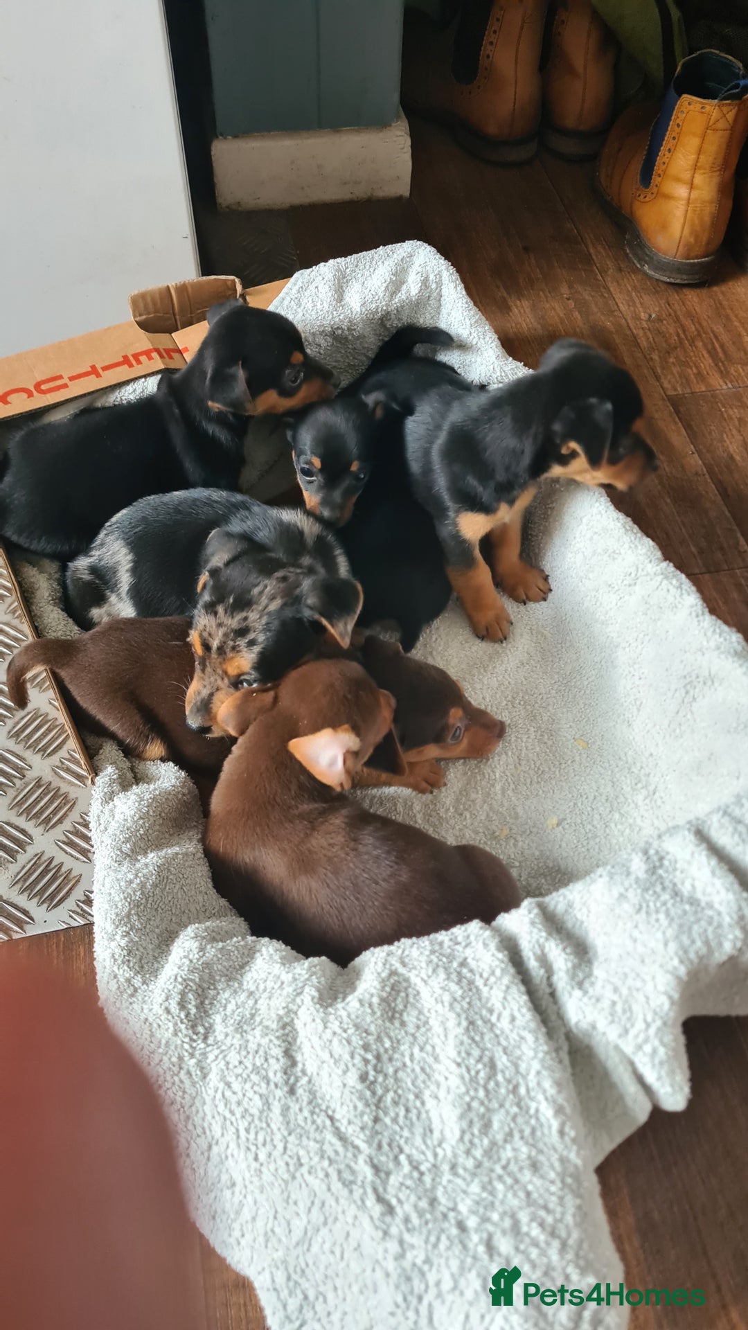 Jack Russell dogs for sale: Jack russell puppies  - Image 4