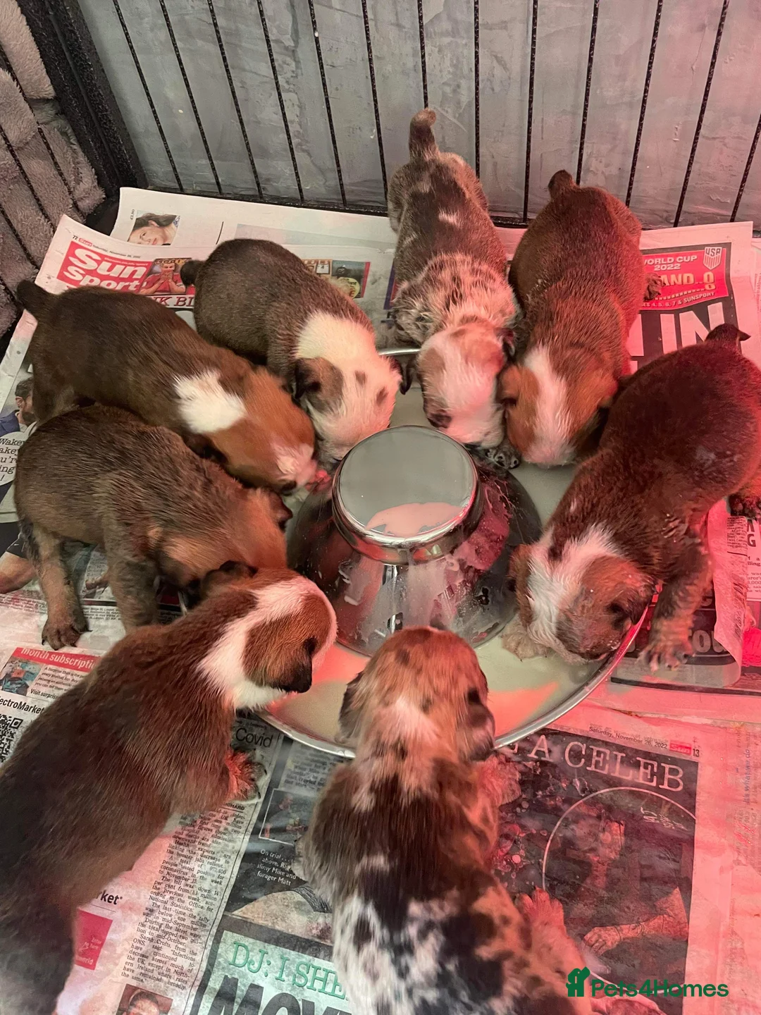 English Bulldog dogs for stud: 💙🍫FRANK🍫💙 in Southampton - Advert 19