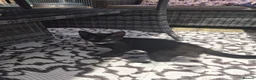 Mixed Breed cats for sale: 2 x Female kittens (ideally to go togther)  - Advert 5