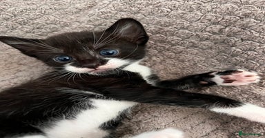 Mixed Breed cats - Advert 3