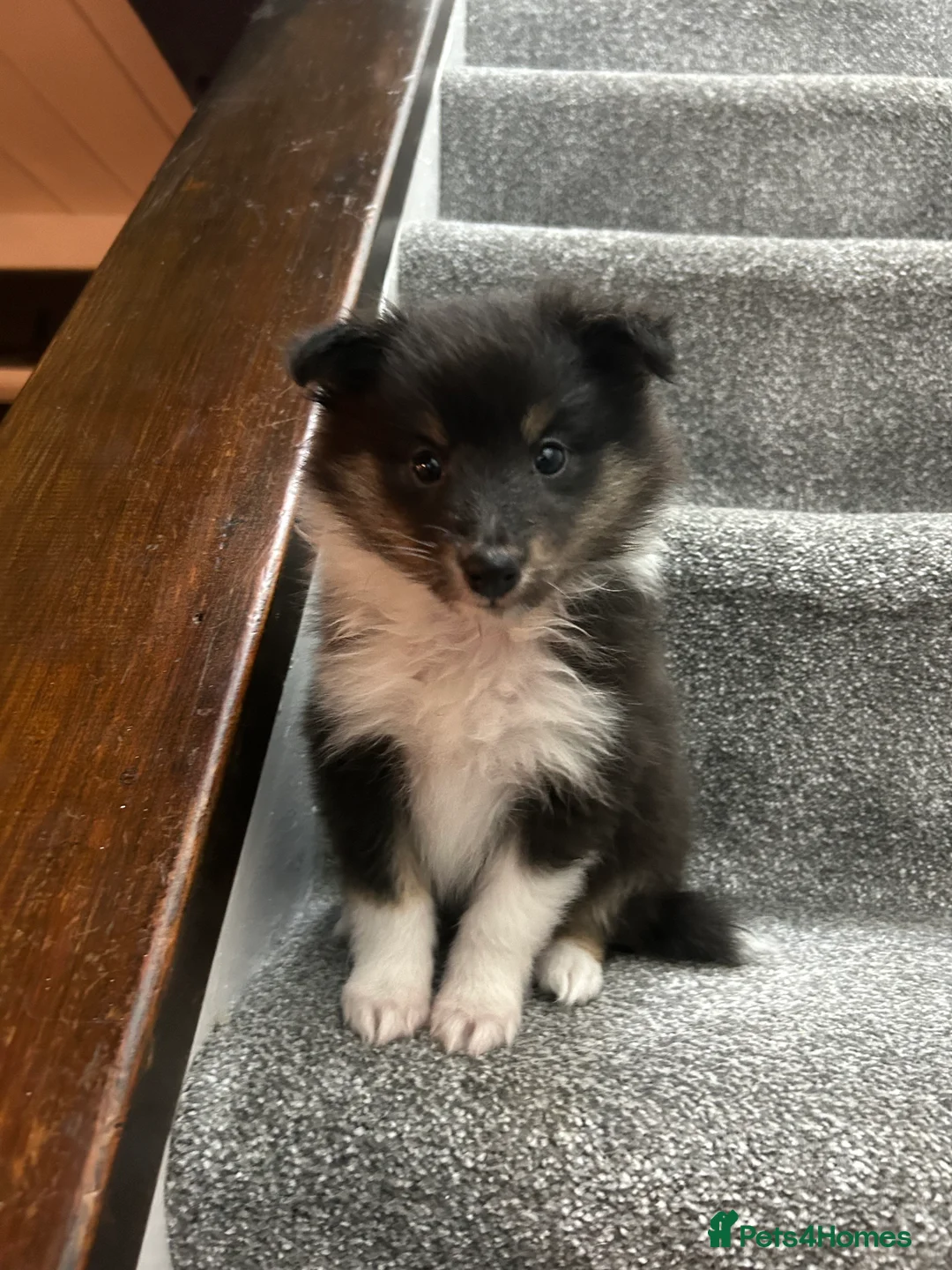 Shetland Sheepdog dogs for sale: Shetland sheepdog puppy (Girl) - Advert 6