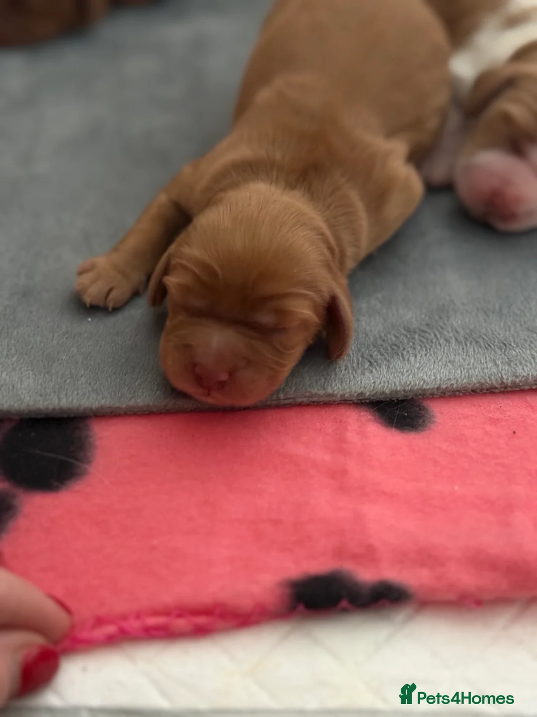 Cockalier dogs for sale: Cockalier Girl Puppies – Ready April in Chorley - Advert 2