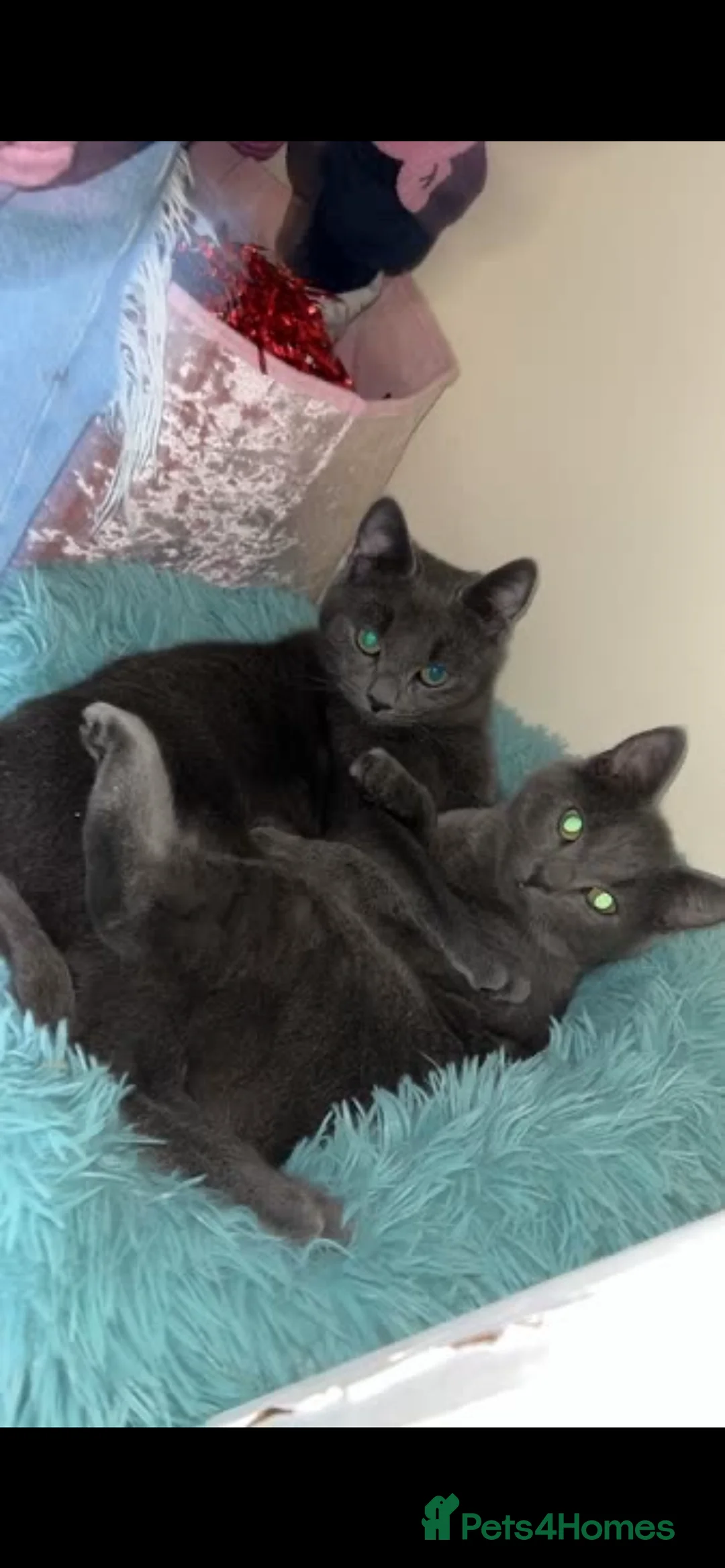 Mixed Breed cats for sale: Boys for rehoming - Advert 2