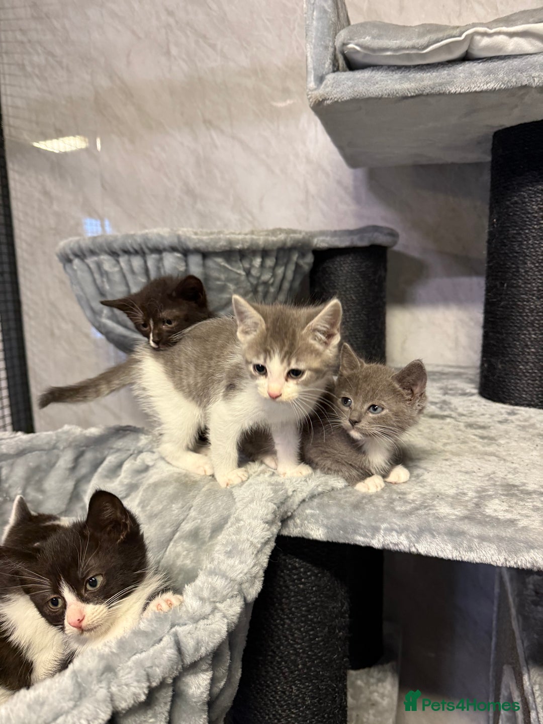 Ragdoll cats for sale: Half Ragdoll Kittens - Advert 10