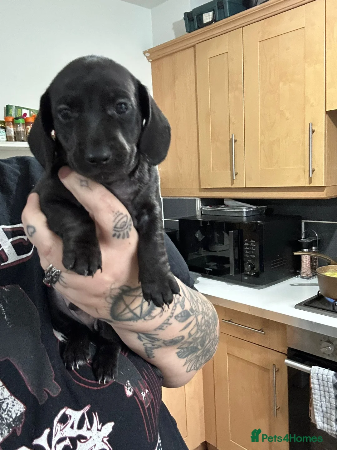 Miniature Dachshund dogs for sale: MAGNIFICENT DACHSHUND PUPPIES FOR SALE in Bristol - Advert 1