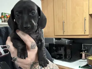 Miniature Dachshund dogs MAGNIFICENT DACHSHUND PUPPIES FOR SALE - Advert 5