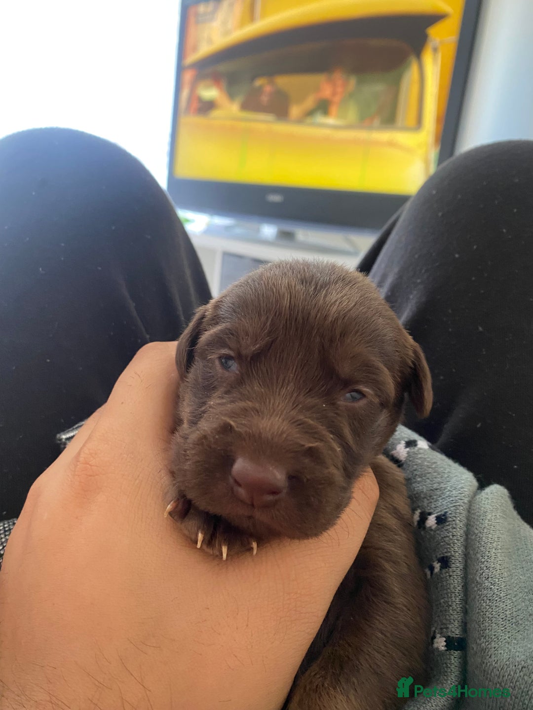 Mixed Breed dogs for sale: Beautiful Family-Raised Sheprador Puppies - Image 25