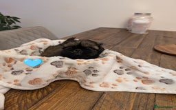 Shih Tzu dogs for sale: Adorable shih Tzu puppies  - Image 6