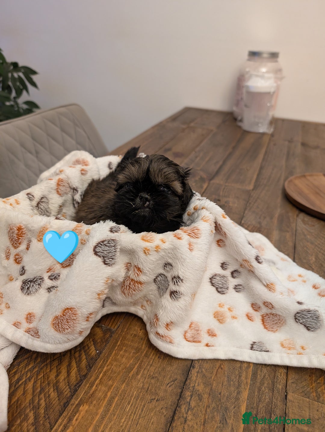 Shih Tzu dogs for sale: Adorable shih Tzu puppies  - Image 6