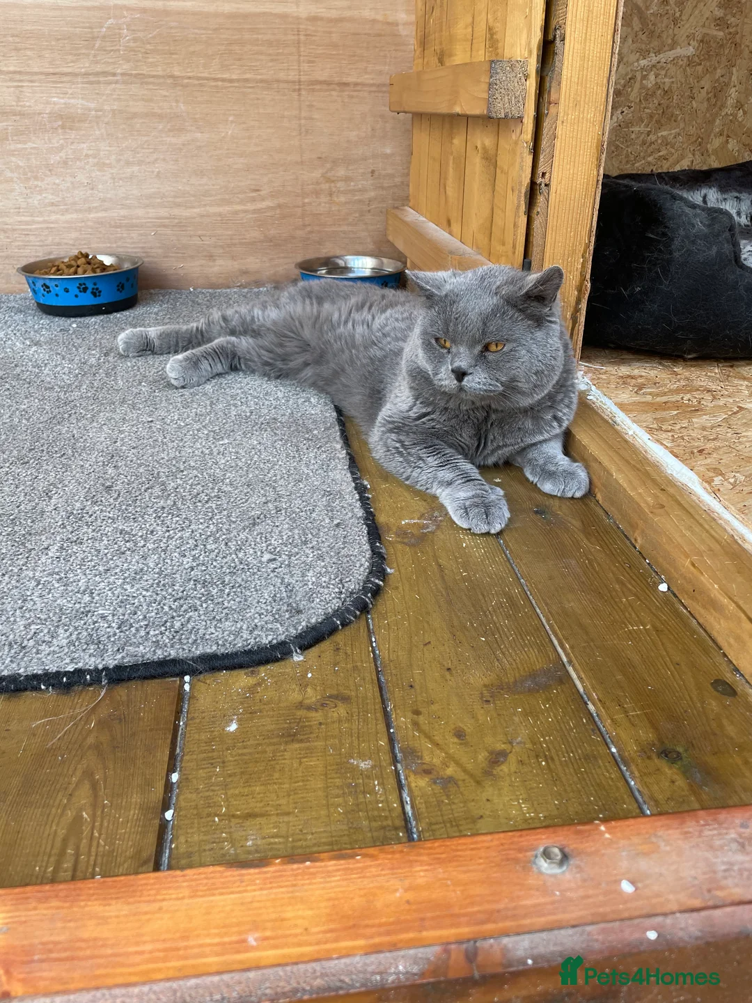 British Shorthair cats for stud: British Shorhair Blue male for stud in Manchester - Advert 2