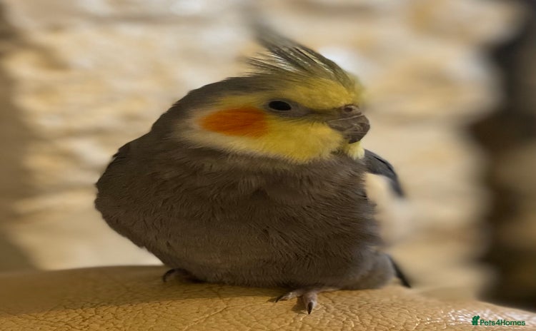 Cockatiels birds - Advert 1