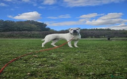 Mixed Breed dogs for adoption: Izzy  - Image 10