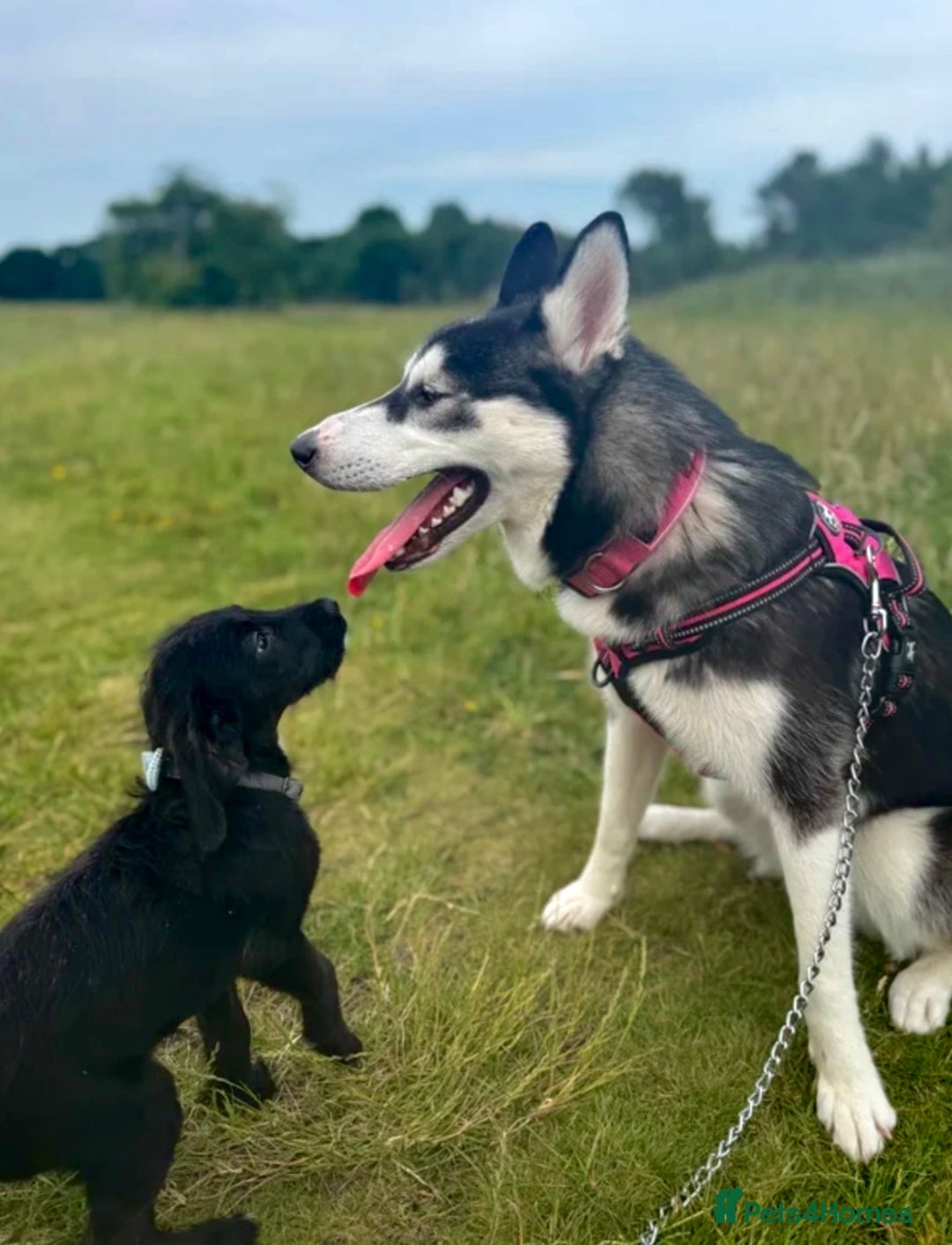 Siberian Husky dogs for sale: Siberian husky - Advert 4