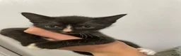 Sphynx cats for sale: LAST FEMALE fluffy half Sphynx kitten - Ready Now  - Advert 13