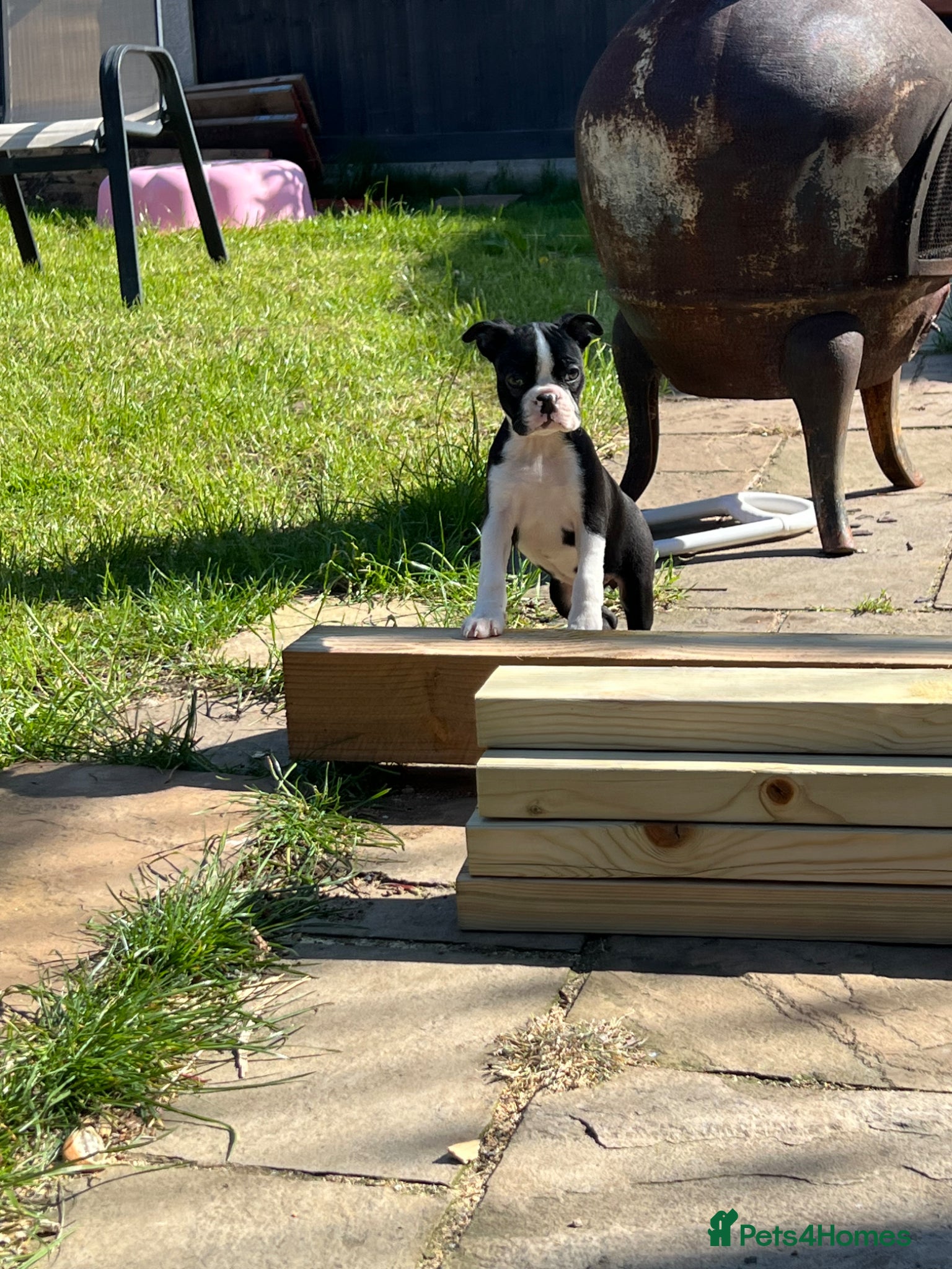 Boston Terrier dogs Boston terrier puppies KC registered  - Advert 1