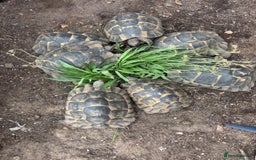 Tortoise reptiles for sale: Female suprthighs Adult Tortoises - Image 4
