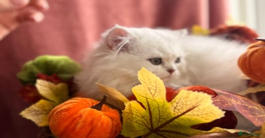British Shorthair cats - Advert 3