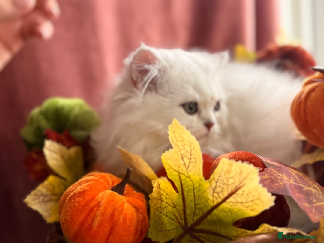 British Shorthair cats for sale: Two stunning sisters READY NOW - Image 2