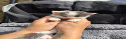 Ragdoll cats for sale: Rainbow litter ragdoll cross Turkish angora - Advert 6