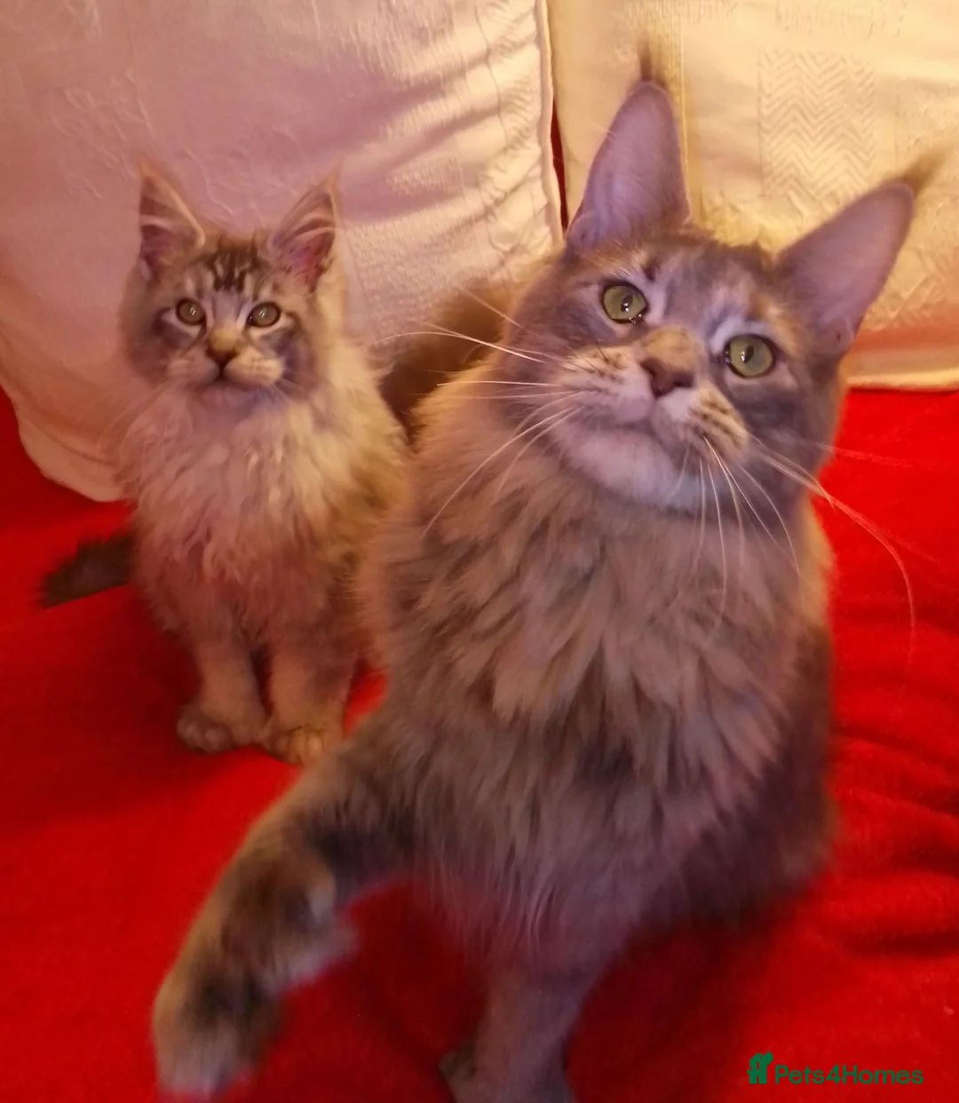 Maine Coon cats for sale: POLYDACTYL large TICA boy - collect S.WALES/SURREY - Advert 10