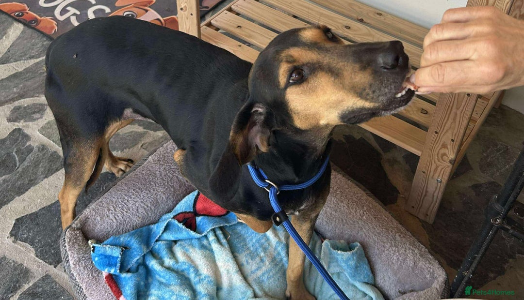 Mixed Breed dogs for adoption: Cinnamon needs a loving home  - Image 20
