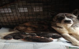 Akita dogs for sale: Japanese  aktia  puppies  born 3rd of September  - Image 5