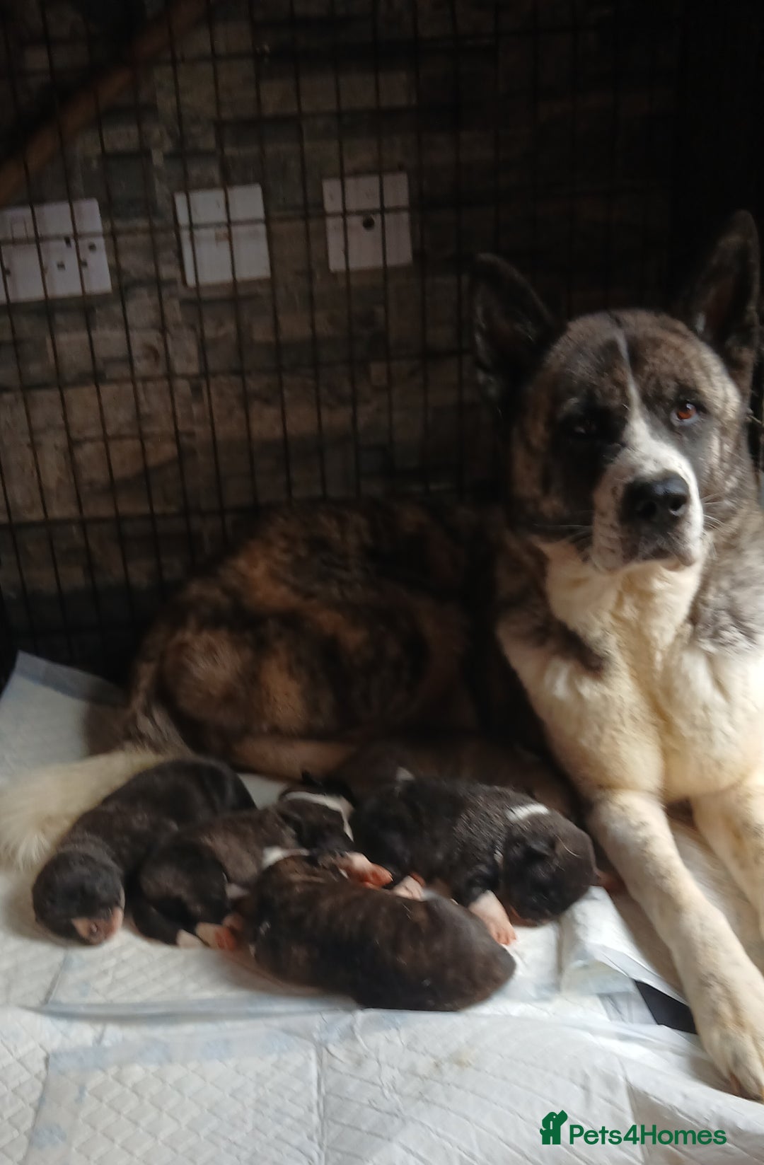 Akita dogs for sale: Japanese  aktia  puppies  born 3rd of September  - Image 5