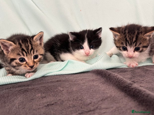 Domestic Shorthair cats - Advert 1