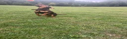 Jack Russell dogs for stud: Mister Marshall Parkinson in Ilkley - Advert 14