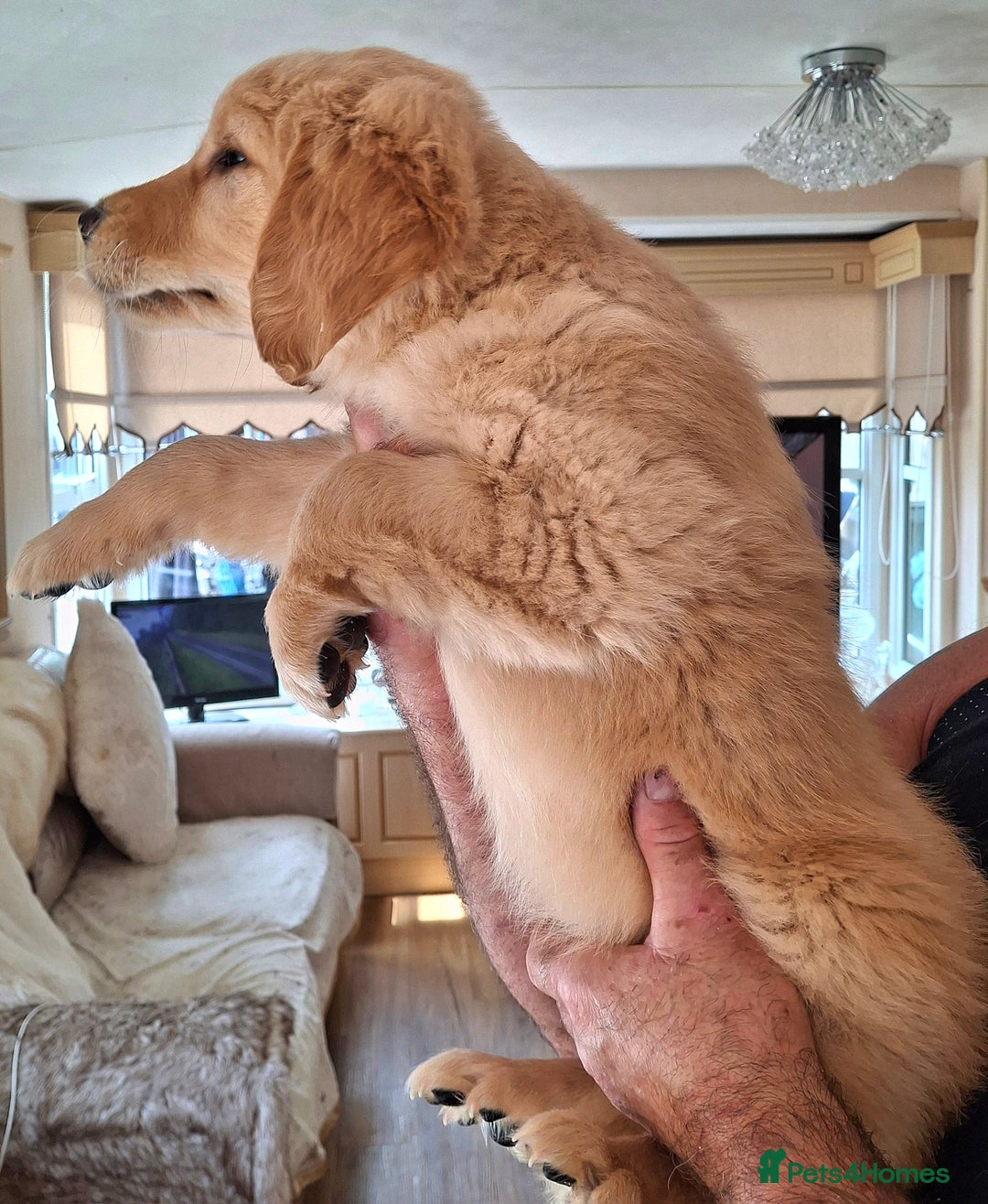 Golden Retriever dogs for sale: Golden Retreiver Puppies  - Image 4