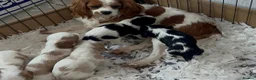 Cavalier King Charles Spaniel dogs for sale: 4 PURE Cavalier King Charles spaniel puppies - Advert 3