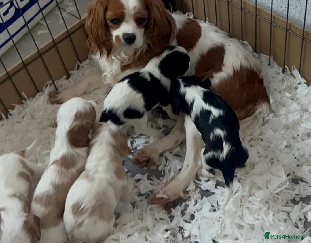 Cavalier King Charles Spaniel dogs for sale: 4 PURE Cavalier King Charles spaniel puppies - Advert 3