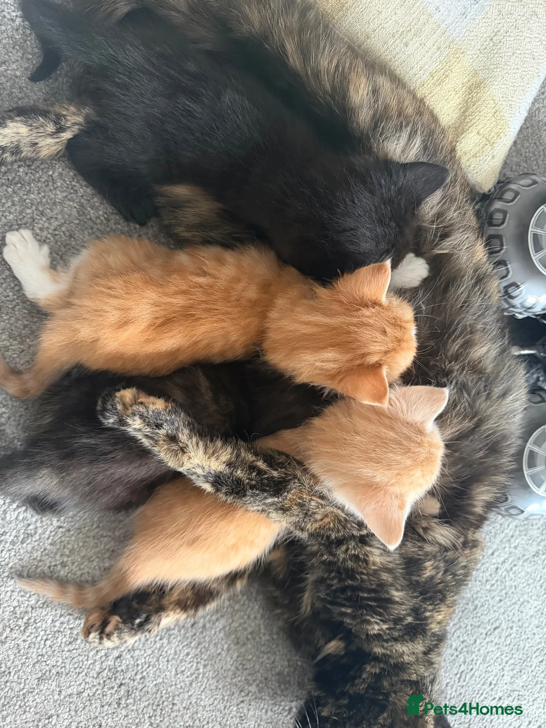 Mixed Breed cats for sale: Kittens for sale - Advert 8