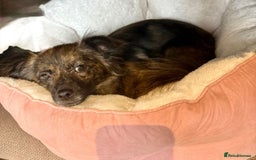 Mixed Breed dogs for adoption: 💖🐶 TWIGGY – A Happy Little Spirit🐶💖 - Image 22