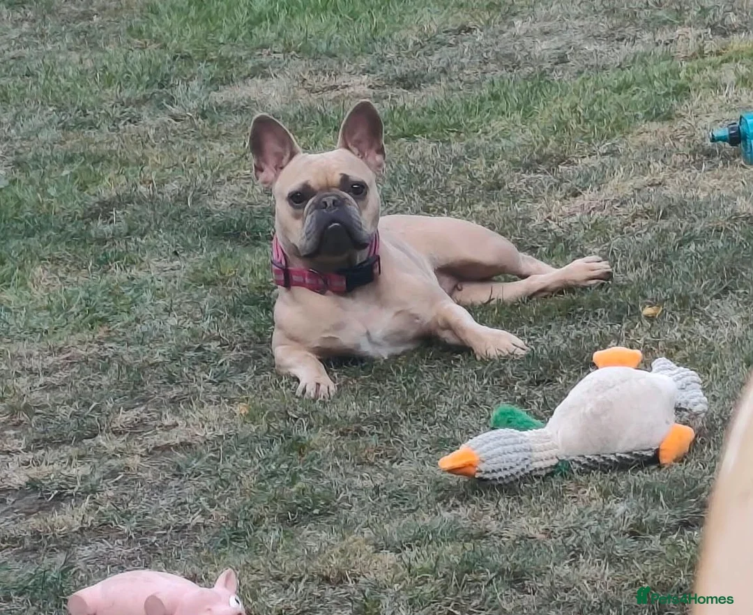 French Bulldog dogs for sale: Pebble girl looking for 4ever Home  - Advert 1