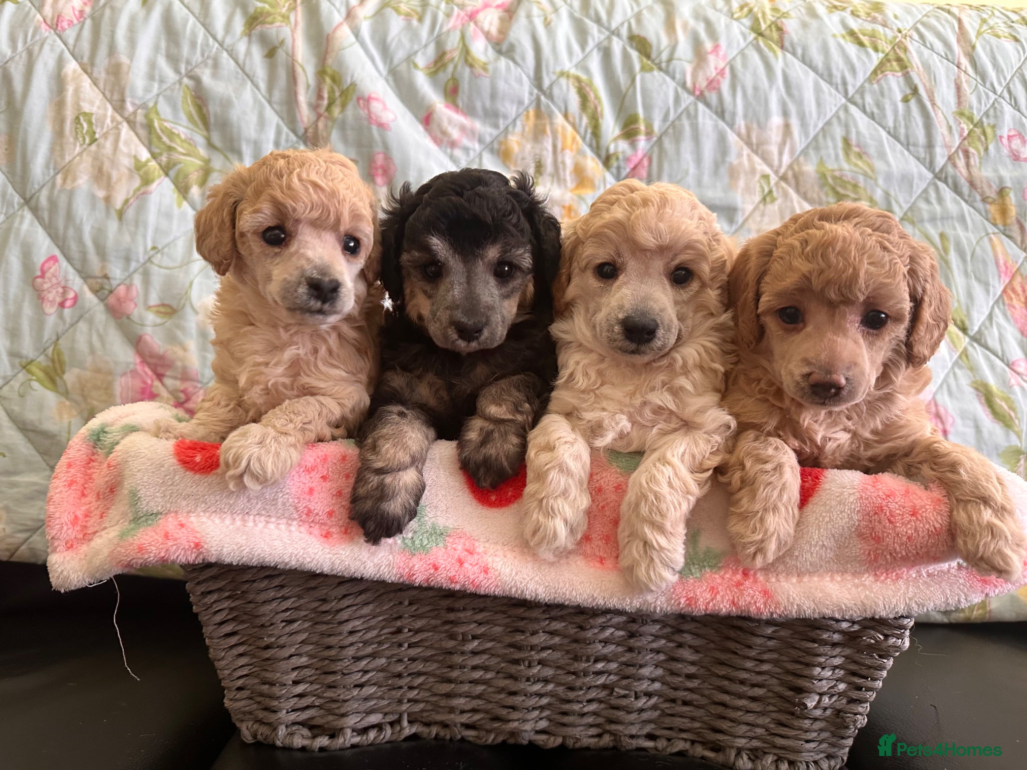 Toy Poodle dogs 🐩 extensively health tested Kc Toy poodle Puppies - Advert 7