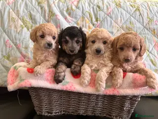 Toy Poodle dogs 🐩 extensively health tested Kc Toy poodle Puppies - Advert 7