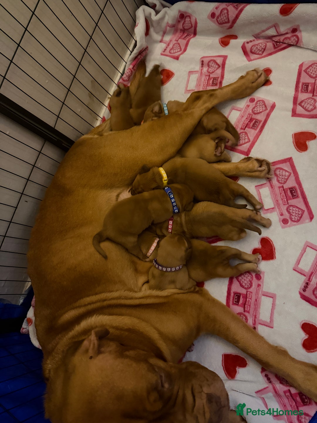 Dogue De Bordeaux dogs for sale: Beautiful Dogue De Bordeaux Puppies - Advert 32