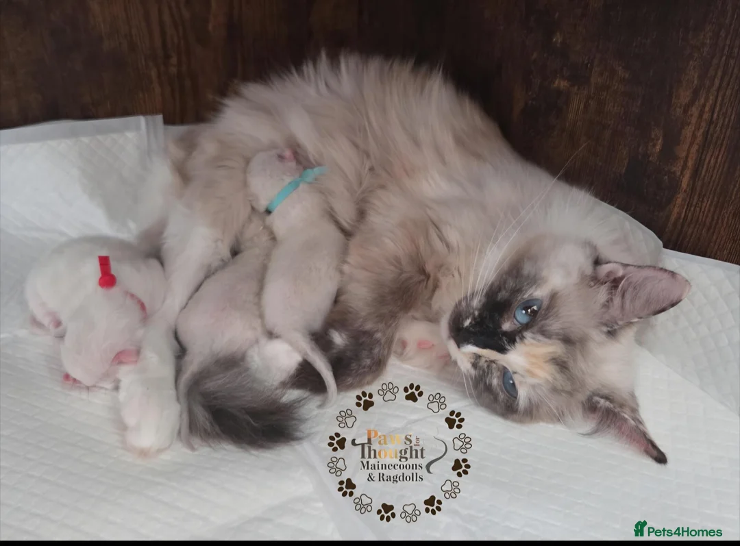 Ragdoll cats for sale: Outstanding quality Tortie Ragdolls - Advert 1