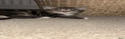 Mixed Breed cats for sale: Beautiful unique looking kittens  - Advert 10